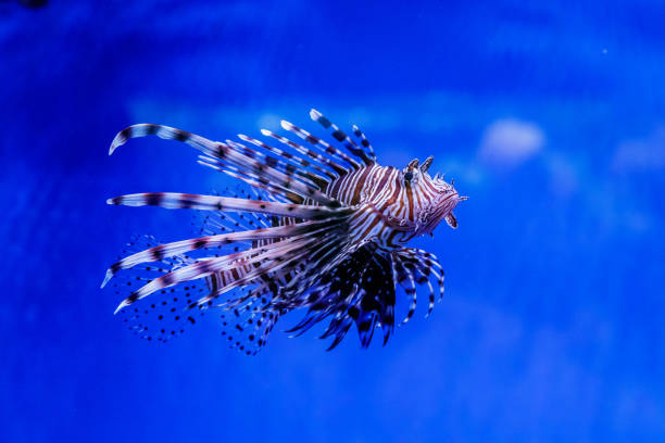 istock Fish Lionfish - Zebra, Pterois volitans 1095651860
