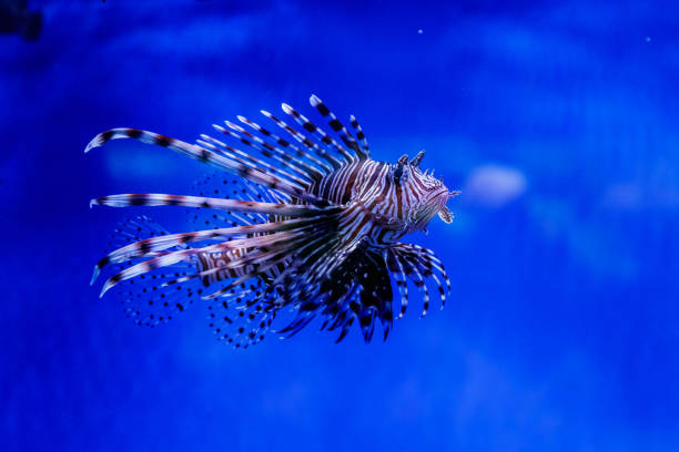 istock Fish Lionfish - Zebra, Pterois volitans 1095652072
