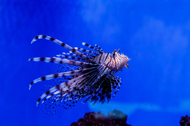 istock Fish Lionfish - Zebra, Pterois volitans 1095652088