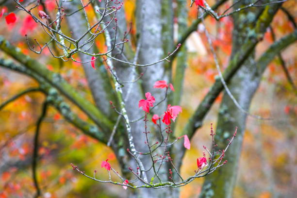 istock Autumn leaves in rainy day 1095653122