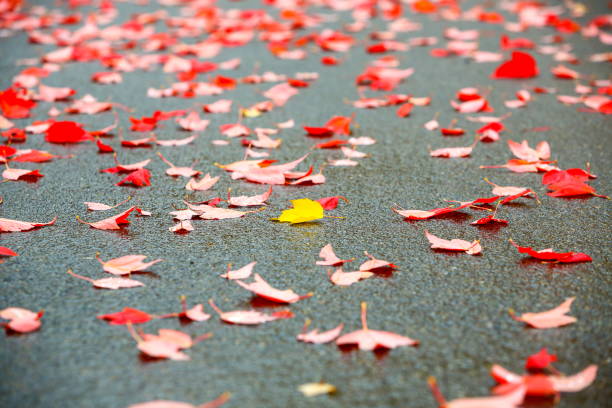 istock Autumn leaves in rainy day 1095654290