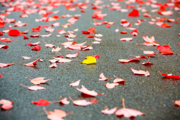istock Autumn leaves in rainy day 1095654292
