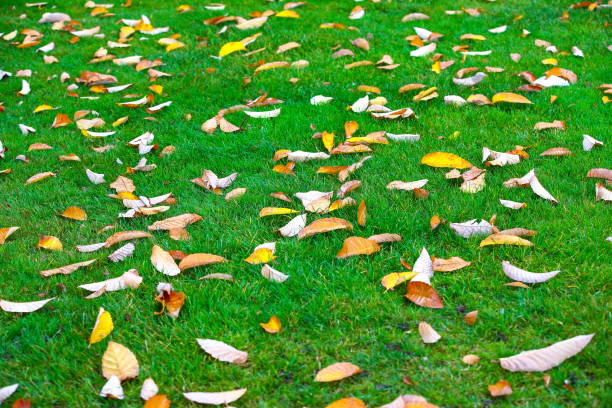 istock Autumn leaves in rainy day 1095654720