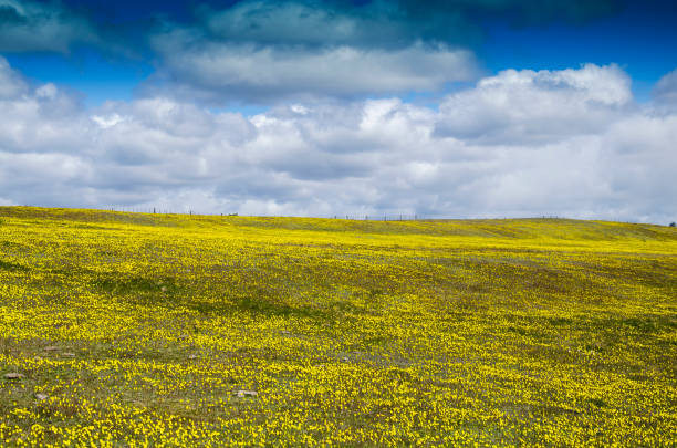 istock Yellow Flowers on a Meadow in Patagonia 1095654842