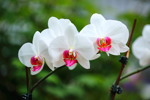 White Orchids in Blurred Background