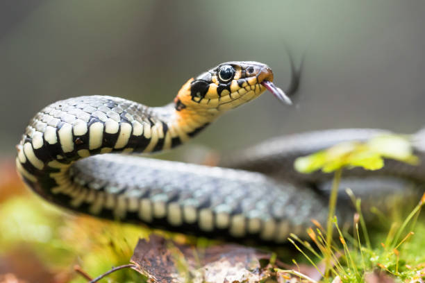 grass snake (natrix natrix) - water snake imagens e fotografias de stock