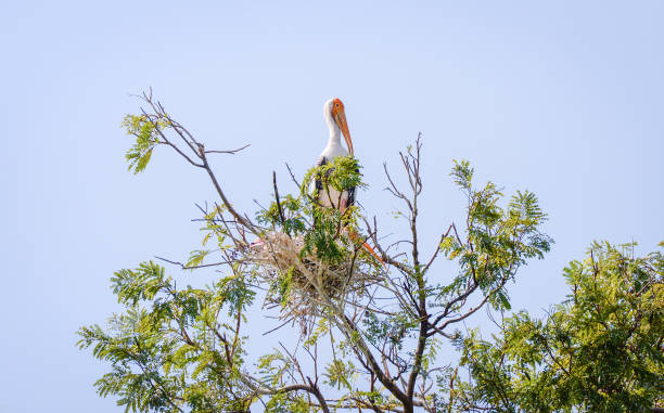 istock Milky stork bird in nest on tree / Painted storks (Mycteria cinerea) 1095659622
