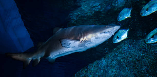 istock arge Ragged Tooth Shark or Sand Tiger Shark 1095659628