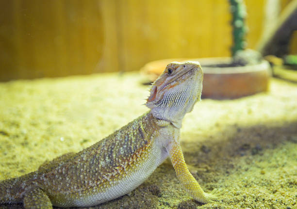 istock bearded dragons lying on ground (Pogona Vitticeps ) - australian lizard kind of desert lizard 1095659662