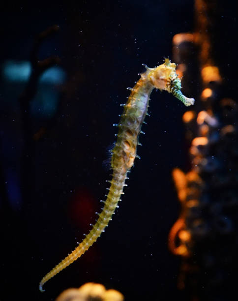 istock Zebra snout seahoruse / common seahoruse swimming fish tank underwater aquarium 1095659676