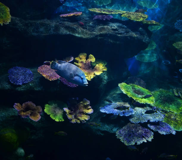Marine life fish swimming underwater ocean colorful / Various types fish tank in big aquarium Marine life fish swimming underwater ocean colorful / Various types fish tank in big aquarium with beautiful coral reef red frog fish stock pictures, royalty-free photos & images
