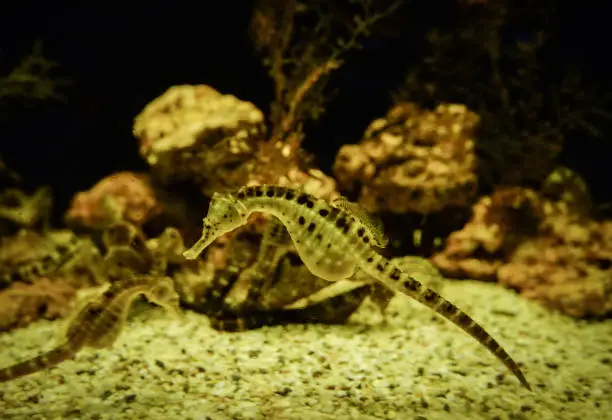 big-belly Seahorse / Yellow belly sea horse swimming underwater ocean - beautiful cute seahorse sea animal