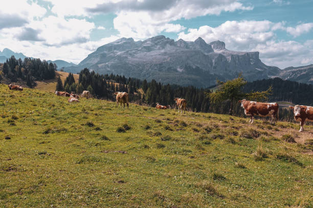istock Cows grazing in front of Grup Dl Sela - Dolomites, Italy 1095664454