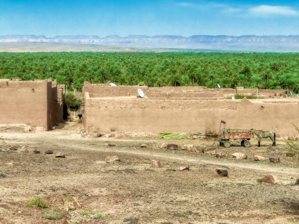 istock Immense palm grove in Zagora, Morocco 1095664668