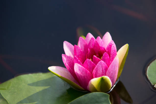 istock Pink water lily flower with yellow Stamens. 1095669996