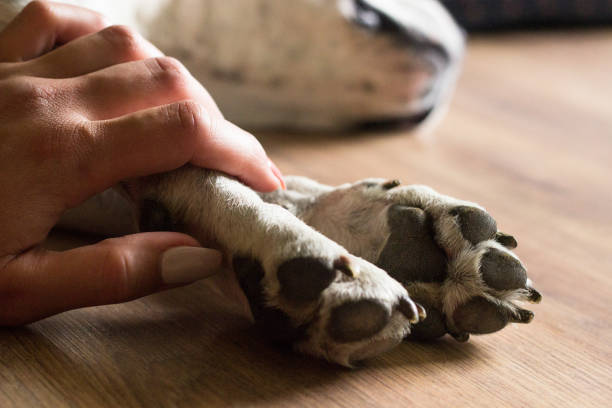 bezcenne momenty - animal hand zdjęcia i obrazy z banku zdjęć