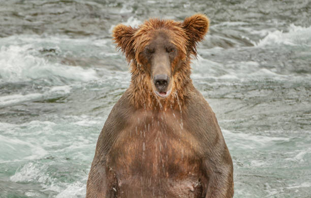 Standing angry grizzly bear in river in Alaska stock photo