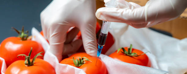 hand hold syringe and inject gmo in fresh tomato b - injecting healthy eating laboratory dna imagens e fotografias de stock