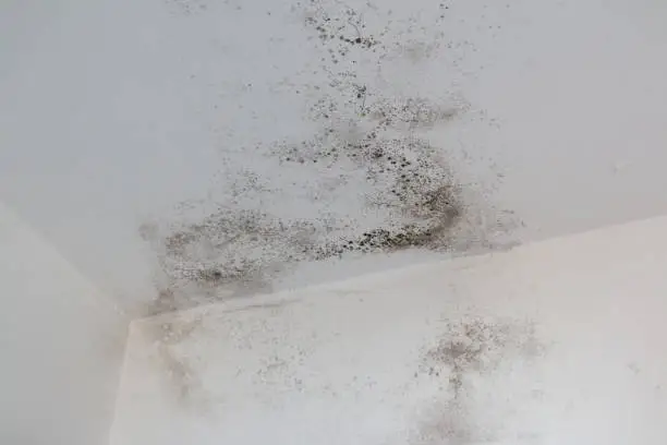 Mold on a white wall