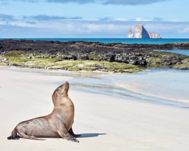 istock Sea Lion on White Beach with Kicker Rock Galapagos 1095690158