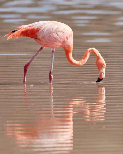 istock Galapagos Flamingo Feeding with Reflection 1095690168