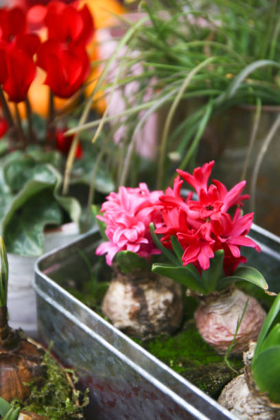 istock blooming pink hyacinths in a garden 1095696740