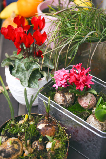istock blooming pink hyacinths in a garden 1095696794