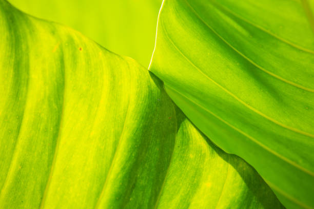 istock Green leaves pattern texture background, Close up & Macro shot, Selective focus, Abstract graphic design 1095698456