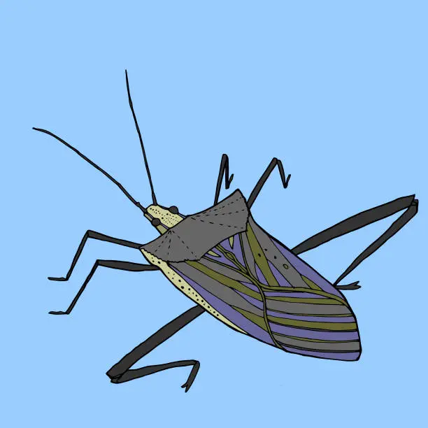 Vector illustration of Stick Bug