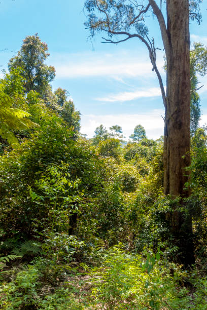 istock A break in the canopy along a bush walking trail 1095702696