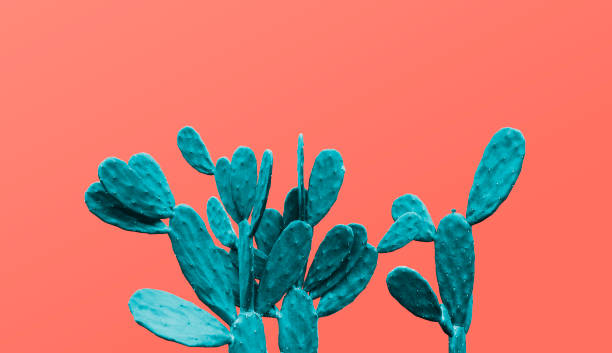 istock Cactus on living coral background minimal summer 1095702844