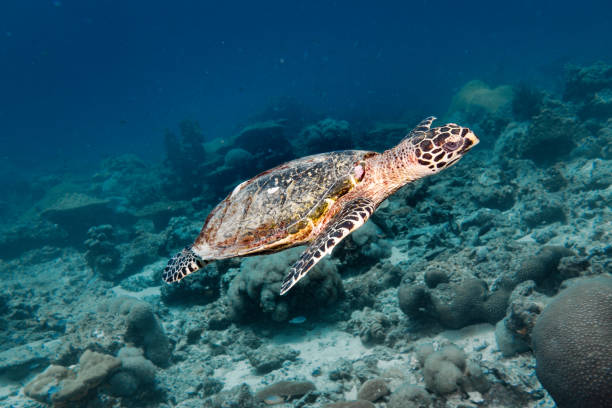 istock Critically Endangered Hawksbill Sea Turtle (Eretmochelys imbricata) swimming on ocean floor 1095707136