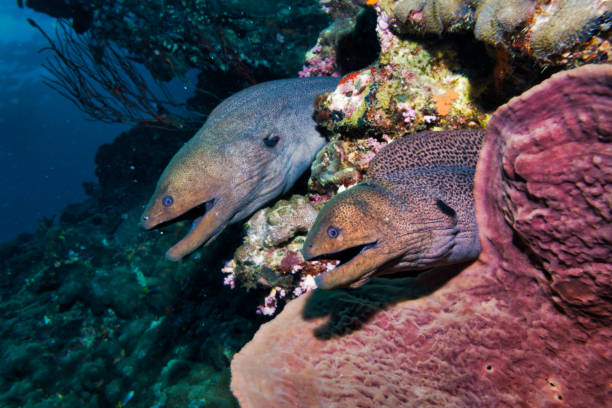istock Two Giant Moray Eels (Gymnothorax javanicus) symmetrical in Coral reef 1095708570