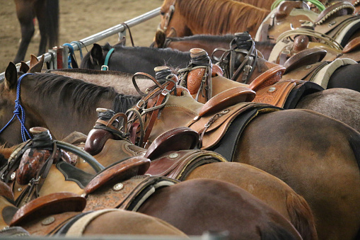 A line up of brown horses standing, waiting their turn with their rear ends facing the camera.