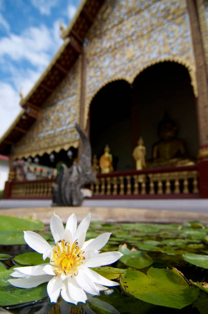 ninfea bianca di fronte a wat chiang man - wat chiang man foto e immagini stock