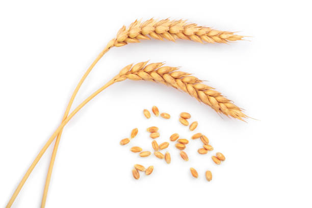 istock grain and ears of wheat isolated on white background. Top view 1095719998