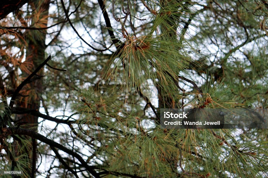 Pine Needles of Arizona Sun illuminates pine needles on Arizona pine trees in the woodland areas.  Nature at work in January 2019 Agriculture Stock Photo