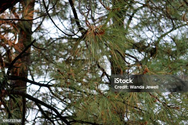 Pine Needles Of Arizona Stock Photo - Download Image Now - Agriculture, Arizona, Beauty In Nature