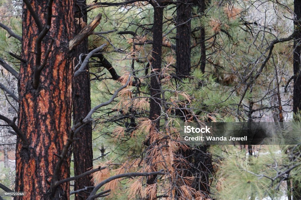 Burnt Woodland These trees appear as if they've experienced a controlled burn in January 2019.  Arizona has a vast population of trees and as a protection for the area controlled burns help the area maintain it's lush forests near Grand Canyon Accidents and Disasters Stock Photo