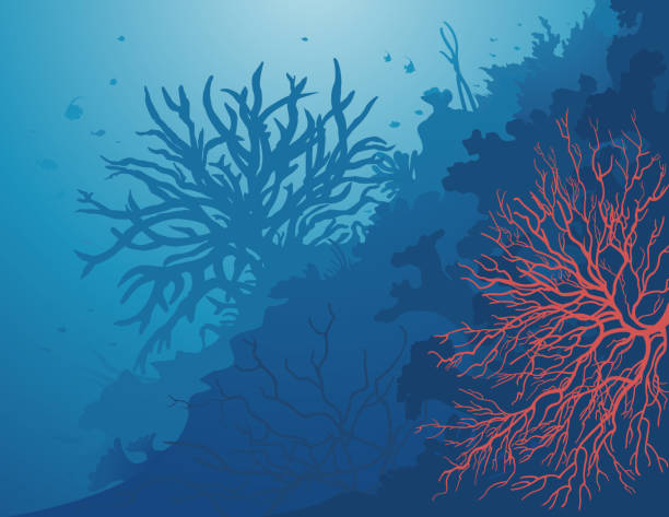 ilustrações de stock, clip art, desenhos animados e ícones de corals of the sea / la vie sous la mer - reef