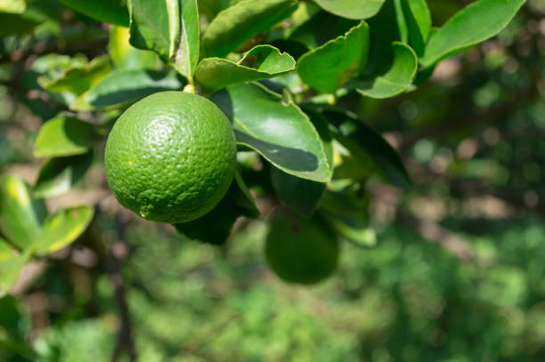 istock Green lemon on tree in the garden 1095734678