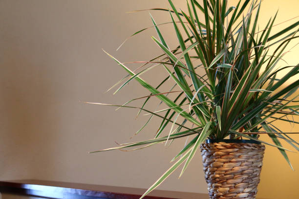 istock Spider Plant with pink edges 1095737724
