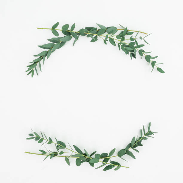 istock Floral frame with eucalyptus branches on white background. Flat lay, top view 1095739530