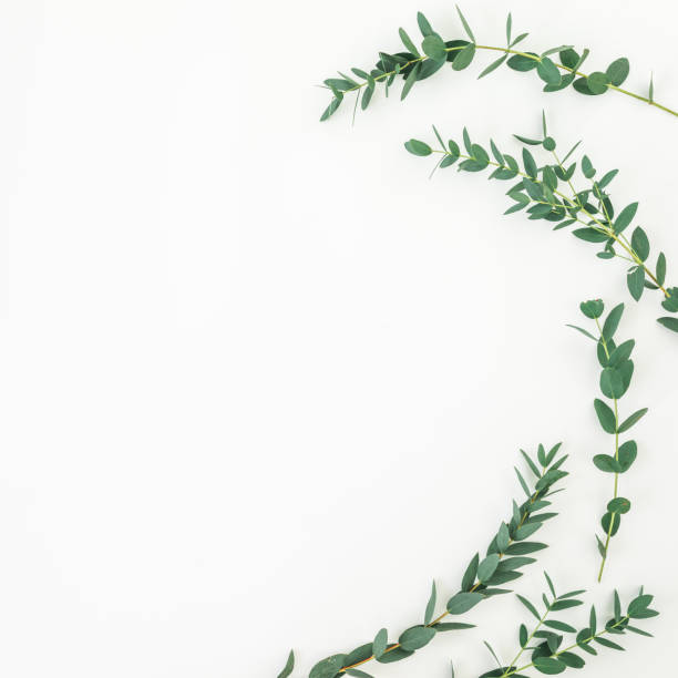 istock Floral layout with eucalyptus branches on white background. Flat lay, top view 1095739536