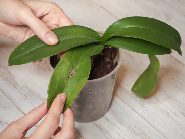 istock Disease on the leaf of an orchid. 1095743334