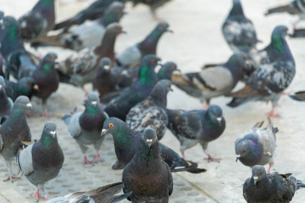 istock Colorful Doves, pigeons walking in the sun 1095743940