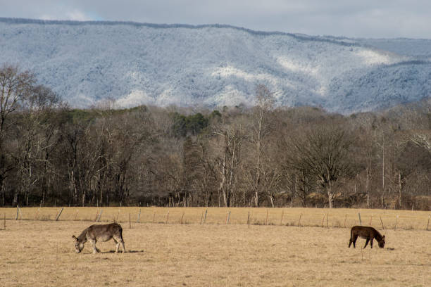 istock Little donkeys graze beneath snow covered mountains. 1095753204