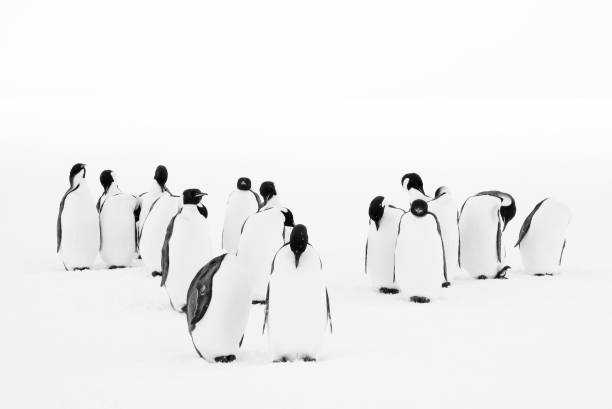 Boulders Beach is a sheltered beach near Simons Town towards Cape Point in the Western Cape Province of South Africa. It´s well known for her African penguins on the beach.