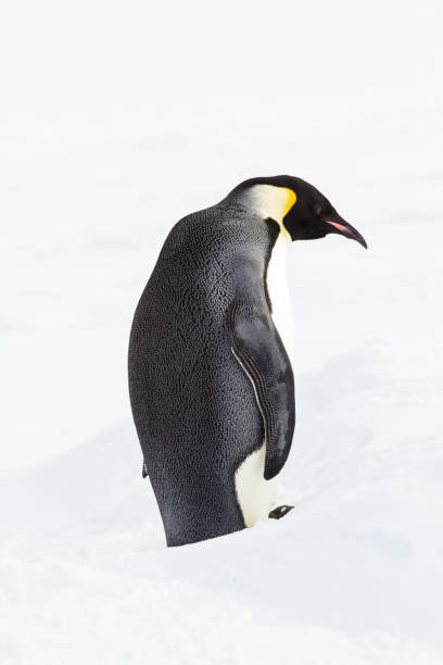 istock An emperor penguin standing up 1095756172