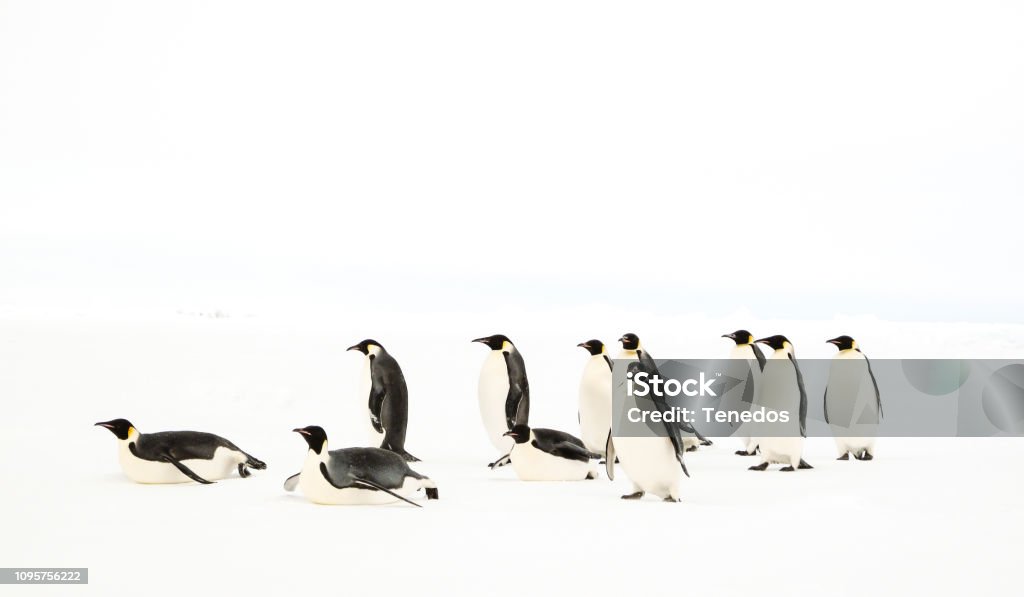A Group Of Emperor Penguins Stock Photo - Download Image Now - Penguin,  Sliding, Emperor Penguin - iStock